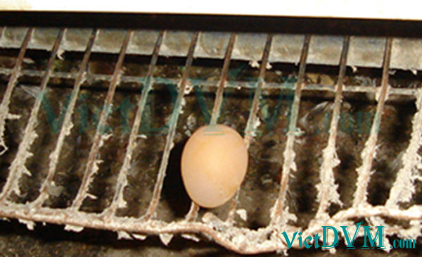 Ảnh 6: Bệnh APV ảnh hưởng tới trứng, vỏ trứng biến dạng Ảnh 6: Bệnh APV ảnh hưởng tới trứng, vỏ trứng biến dạng