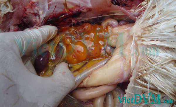 Ảnh 7: Buồng trứng của gà bị tổn thương trong bệnh APV trên gà Ảnh 7: Buồng trứng của gà bị tổn thương trong bệnh APV trên gà