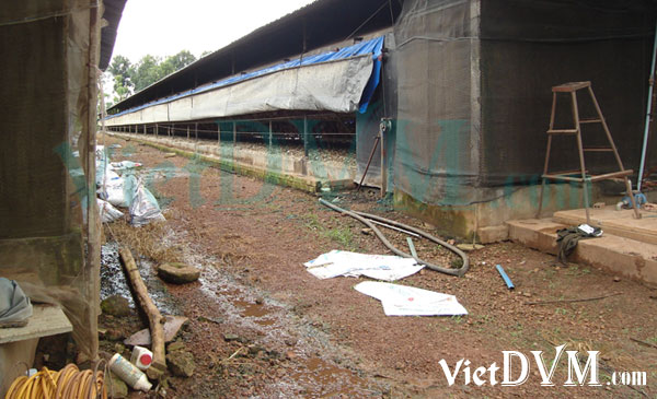 Ảnh 8: luôn phải tuân thủ nghiêm ngặt các biện pháp vệ sinh an toàn sinh học theo quy trình Ảnh 8: luôn phải tuân thủ nghiêm ngặt các biện pháp vệ sinh an toàn sinh học theo quy trình