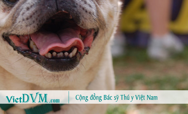Bệnh về răng có thể là nguyên nhân khiến pug bị hôi miệng Bệnh về răng có thể là nguyên nhân khiến pug bị hôi miệng