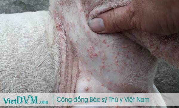 Mụn mủ mọc tràn lan ở 1 trường hợp chó bị ghẻ Demodex Mụn mủ mọc tràn lan ở 1 trường hợp chó bị ghẻ Demodex