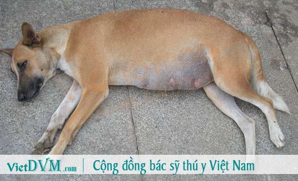 Chó bị gan Chó bị gan