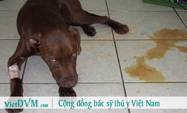 Chó bị tiêu chảy kéo dài là bị bệnh gì? Chó bị tiêu chảy kéo dài là bị bệnh gì?