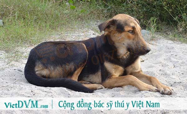 Giảm cân, gầy là một trong số những biểu hiện rõ rệt khi chó tiêu chảy kéo dài Giảm cân, gầy là một trong số những biểu hiện rõ rệt khi chó tiêu chảy kéo dài