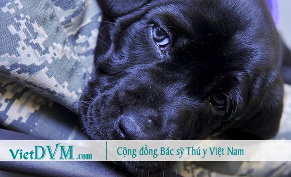 Chó mệt mỏi, bỏ ăn là dấu hiệu đầu tiên biểu hiện bệnh parvovirus Chó mệt mỏi, bỏ ăn là dấu hiệu đầu tiên biểu hiện bệnh parvovirus