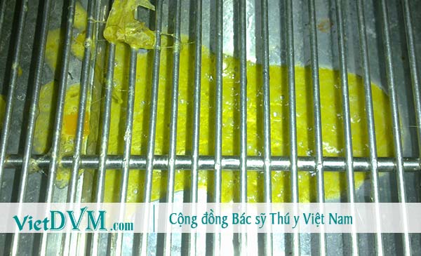 Chó nôn toàn bộ chất chứa trong dạ dày ra ngoài Chó nôn toàn bộ chất chứa trong dạ dày ra ngoài