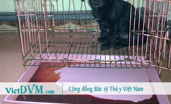 chó bị tiêu chảy phân có máu chó bị tiêu chảy phân có máu