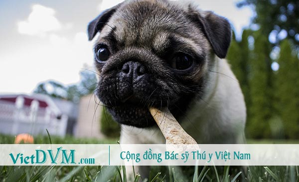 Chó pug thường ăn tất cả những gì chúng gặp, và có thể chúng ăn phải gì đó độc hại Chó pug thường ăn tất cả những gì chúng gặp, và có thể chúng ăn phải gì đó độc hại