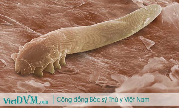 Ghẻ Demodex. Ghẻ Demodex.