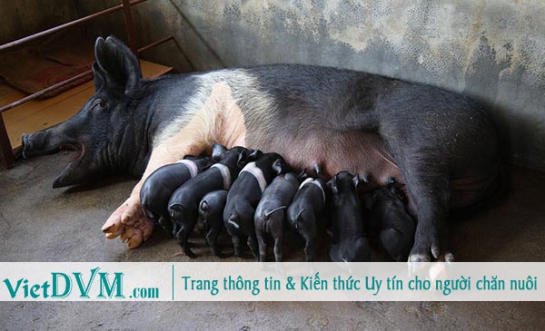 Số heo con sinh ra/mỗi lứa ở Việt Nam thường giao động từ 10-16 con. Số heo con sinh ra/mỗi lứa ở Việt Nam thường giao động từ 10-16 con.