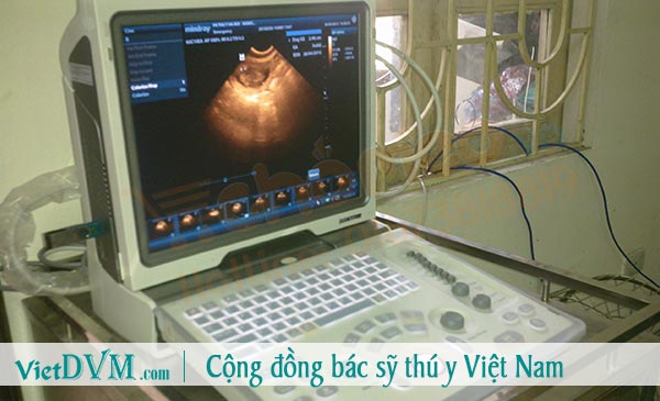 Liểm tra tổng thể sức khỏe cho chó mèo Liểm tra tổng thể sức khỏe cho chó mèo
