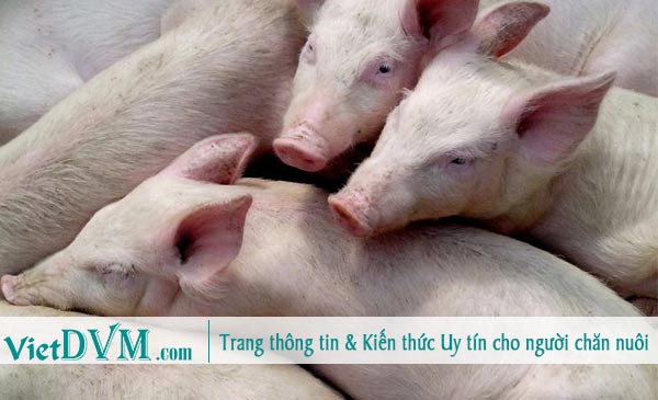 Năng suất chính là số heo bán ra/nái/năm. Năng suất chính là số heo bán ra/nái/năm.