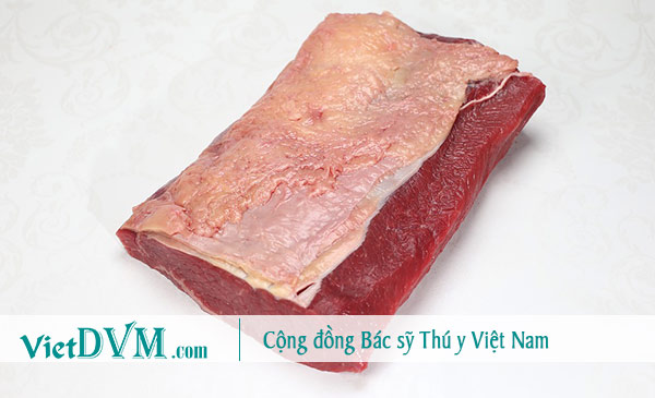 Thức ăn từ thịt làm chó pug bị hôi miệng nếu dính vào răng Thức ăn từ thịt làm chó pug bị hôi miệng nếu dính vào răng