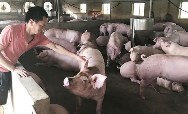 Người nuôi heo ngụp lặn chờ Tết Người nuôi heo ngụp lặn chờ Tết