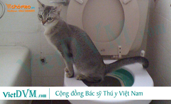 Mèo mắc chứng bí đái đi tiểu không ra nước Mèo mắc chứng bí đái đi tiểu không ra nước