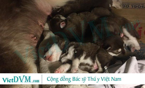 Ngộ độc sữa mẹ có thể xảy ra trên cả đàn chó con Ngộ độc sữa mẹ có thể xảy ra trên cả đàn chó con