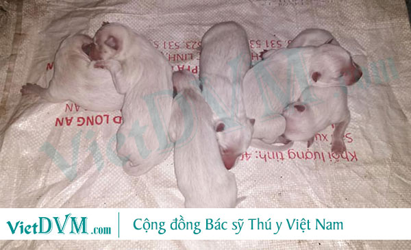 Khi bị ngộ độc sữa mẹ, chó con lạnh toàn thân tím tái Khi bị ngộ độc sữa mẹ, chó con lạnh toàn thân tím tái