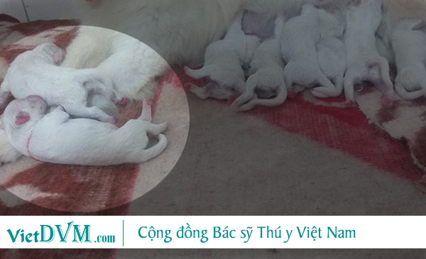 Chó con bị ngộ độc sữa mẹ, bỏ bú, người lạnh Chó con bị ngộ độc sữa mẹ, bỏ bú, người lạnh