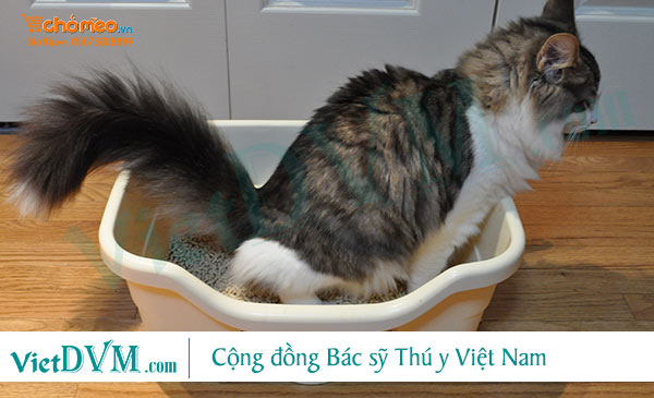 Chứng bí đái trên mèo Chứng bí đái trên mèo