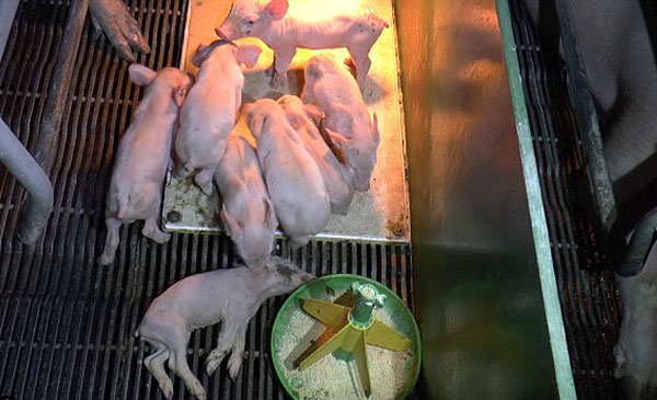 Heo con bị đè chết do quá yếu, nhỏ, chậm chạp nên không tránh kịp. Heo con bị đè chết do quá yếu, nhỏ, chậm chạp nên không tránh kịp.