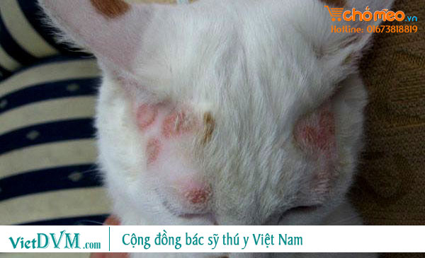 Mèo bị nấm, rụng lông, ngứa ngáy Mèo bị nấm, rụng lông, ngứa ngáy