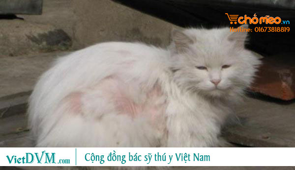 Mèo bị nấm do ít được tắm nắng, sống trong điều kiện ẩm ướt Mèo bị nấm do ít được tắm nắng, sống trong điều kiện ẩm ướt