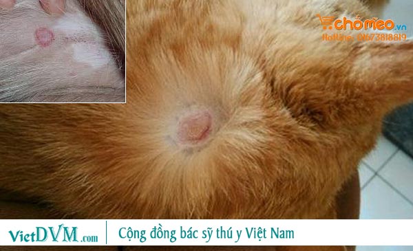 Mèo bị nấm, rụng lông hình tròn Mèo bị nấm, rụng lông hình tròn