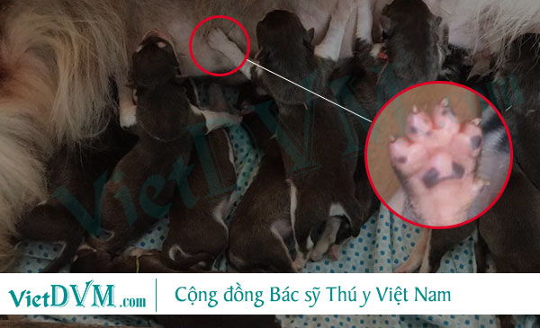 Móng chân của chó con sắc, gây rách vú mẹ Móng chân của chó con sắc, gây rách vú mẹ