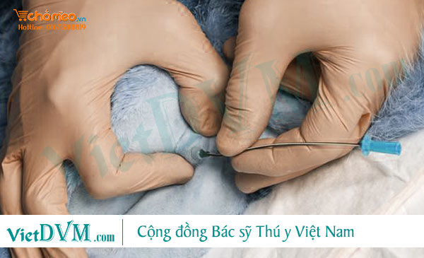 Thông tiểu cho mèo bị chứng bí đái Thông tiểu cho mèo bị chứng bí đái