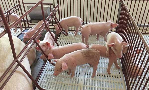 Thị trường heo hơi Thái Lan bị khủng hoảng Thị trường heo hơi Thái Lan bị khủng hoảng