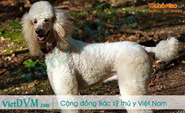 Giống chó Standard poodle Giống chó Standard poodle