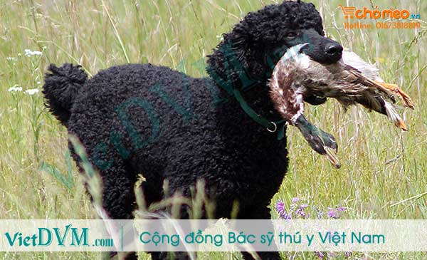Bạn có phân biệt được các giống chó poodle Bạn có phân biệt được các giống chó poodle