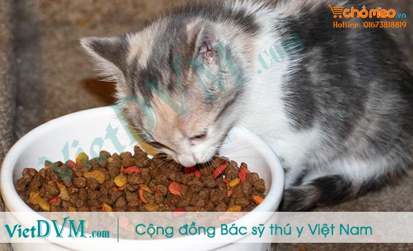 Khẩu phần ăn cho mèo con thế nào là tốt nhất? Khẩu phần ăn cho mèo con thế nào là tốt nhất?