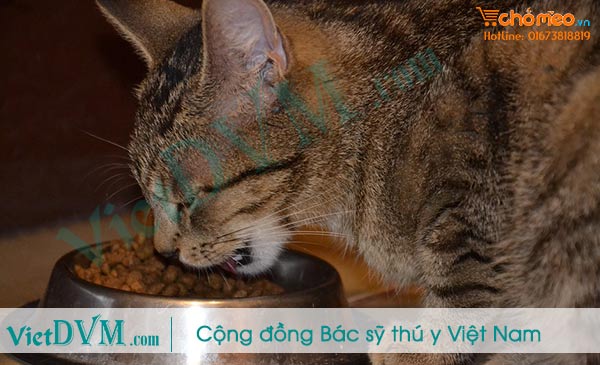 Có thể chọn thức ăn hạt hoặc tự chế biến thức ăn cho mèo Có thể chọn thức ăn hạt hoặc tự chế biến thức ăn cho mèo