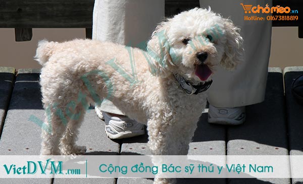 Mini - poodle Mini - poodle