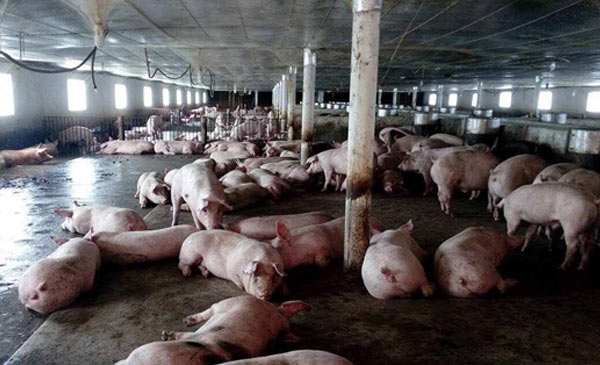 Mảng thức ăn chăn nuôi đóng góp tới 2/3 doanh thu cho Masan Group. Mảng thức ăn chăn nuôi đóng góp tới 2/3 doanh thu cho Masan Group.