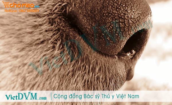 Chó chảy nước mũi Chó chảy nước mũi