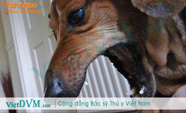 Biểu hiện chó bị viêm phổi Biểu hiện chó bị viêm phổi