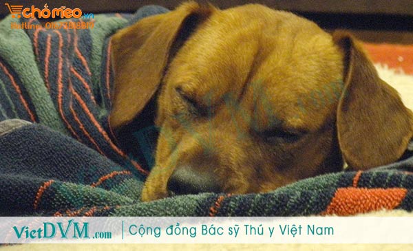 Luôn giữ ấm cho chó bị viêm phổi, không cho chó nằm tiếp xúc trực tiếp với đất Luôn giữ ấm cho chó bị viêm phổi, không cho chó nằm tiếp xúc trực tiếp với đất