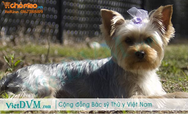 Phòng tránh bệnh viêm phỏi trên chó Phòng tránh bệnh viêm phỏi trên chó