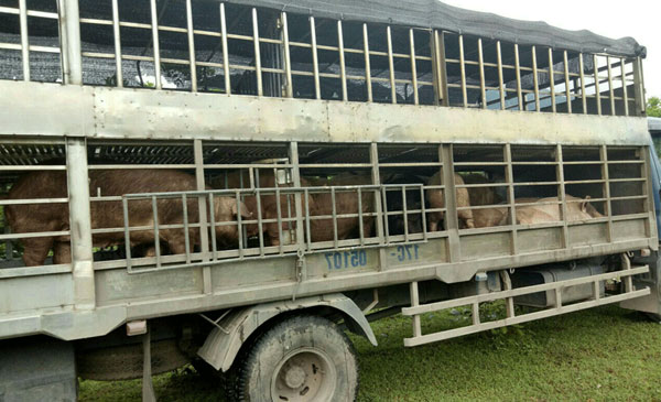 Xe chở lợn nhập lậu bị các cơ quan chức năng bắt giữ và sẽ tiến hành tiêu hủy. Xe chở lợn nhập lậu bị các cơ quan chức năng bắt giữ và sẽ tiến hành tiêu hủy.
