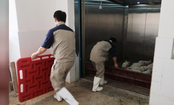 Những chú lợn con được kiểm soát từ khi mới sinh và không rời khỏi tòa nhà cho đến khi lớn nên có thể kiểm soát được dịch bệnh Những chú lợn con được kiểm soát từ khi mới sinh và không rời khỏi tòa nhà cho đến khi lớn nên có thể kiểm soát được dịch bệnh