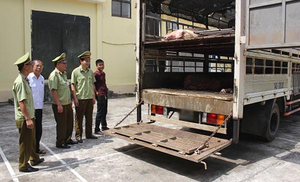 Ngày 6.6, trong lúc làm nhiệm vụ tại bản Vắn Tốc, xã Quảng Đức, huyện Hải Hà (tỉnh Quảng Ninh), Đội Quản lý thị trường số 09 đã phát hiện xe ô tô tải vận chuyển lợn thịt thương phẩm và lợn sữa không có nguồn gốc, xuất xứ. Ngày 6.6, trong lúc làm nhiệm vụ tại bản Vắn Tốc, xã Quảng Đức, huyện Hải Hà (tỉnh Quảng Ninh), Đội Quản lý thị trường số 09 đã phát hiện xe ô tô tải vận chuyển lợn thịt thương phẩm và lợn sữa không có nguồn gốc, xuất xứ.