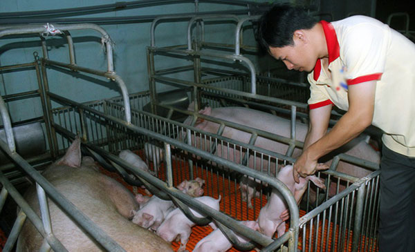 Kiểm tra heo giống tại một trại chuyên cung cấp heo giống ở Đồng Nai - Ảnh: A LỘC Kiểm tra heo giống tại một trại chuyên cung cấp heo giống ở Đồng Nai - Ảnh: A LỘC