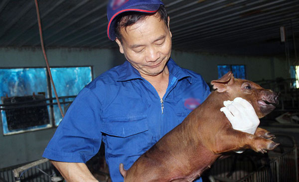 Nhân viên HTX dịch vụ chăn nuôi Xuân Phú (Đồng Nai) chăm sóc heo giống trước khi xuất bán - Ảnh: A Lộc Nhân viên HTX dịch vụ chăn nuôi Xuân Phú (Đồng Nai) chăm sóc heo giống trước khi xuất bán - Ảnh: A Lộc