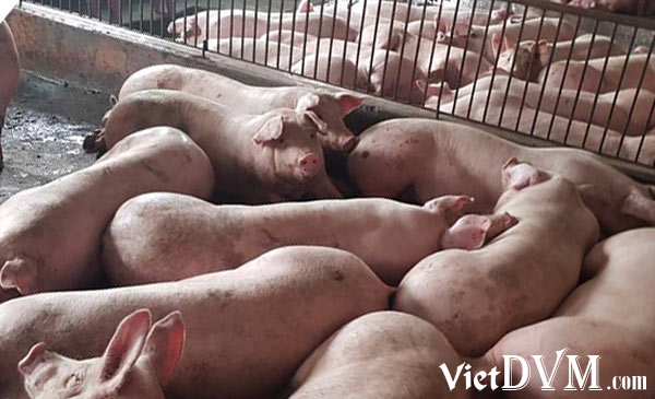 Ngành chăn nuôi cần được thông kê chính xác hơn Ngành chăn nuôi cần được thông kê chính xác hơn