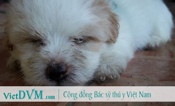 Biểu hiện đầu tiên của bệnh Care ở chó là mệt mỏi, ủ rũ Biểu hiện đầu tiên của bệnh Care ở chó là mệt mỏi, ủ rũ