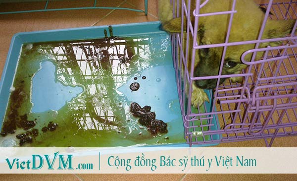 Khi mắc care, chó tiêu chảy phân lẫn máu hoặc màu cafe Khi mắc care, chó tiêu chảy phân lẫn máu hoặc màu cafe