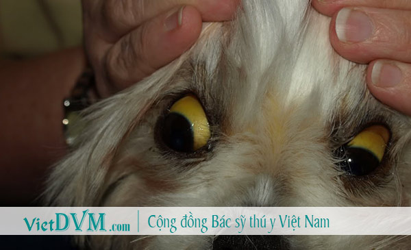 Vàng da, vàng niêm mạc, nước tiểu vàng là biểu hiện điển hình khi chó bị lepto Vàng da, vàng niêm mạc, nước tiểu vàng là biểu hiện điển hình khi chó bị lepto