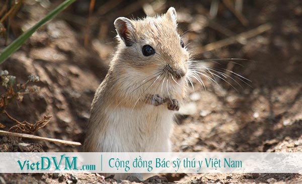 Chuột là trung gian truyền bệnh lepto Chuột là trung gian truyền bệnh lepto